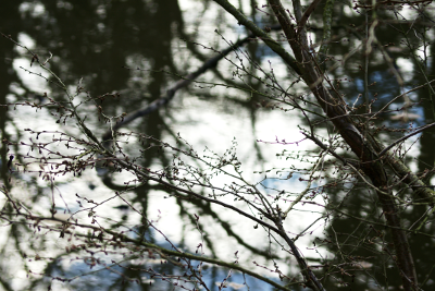 Winter Tale, par Xavier E. G. Dierick
